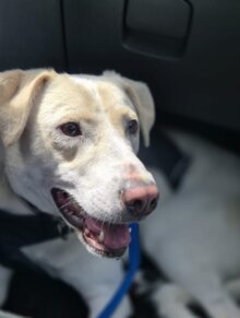 Sammy