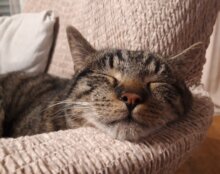 Karlson nun Morpheus