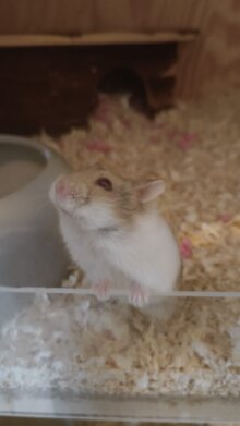 Hamster