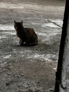 Lysandra nun Pina, Paula & Phoebe