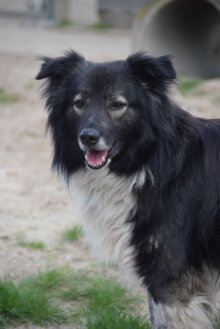 Max