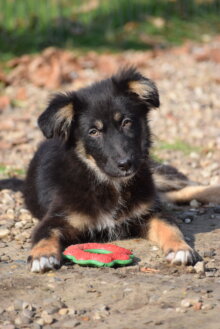 Nelli