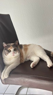 Regina nun Toffie