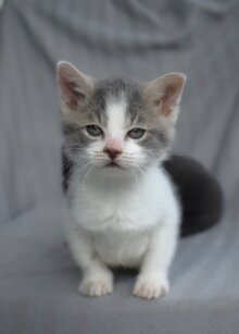 Carl