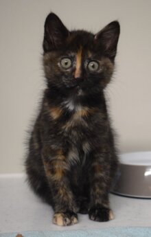 Nettle