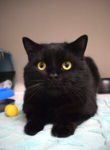 Panther