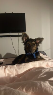 Lou