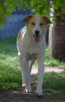 Chico