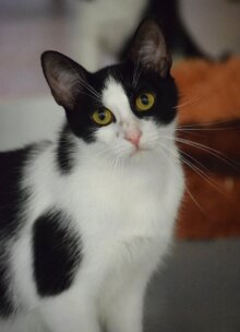 Lulu