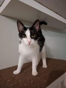 Lulu