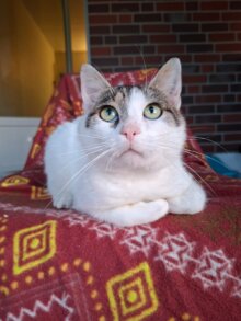 Piet – Handicap Kater