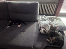 Amadeus & Harry