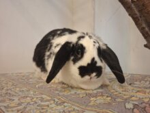 Bunny