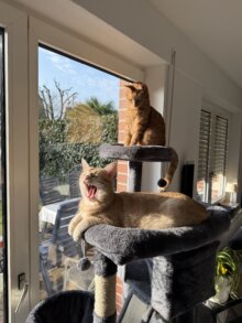 Timon & Pumba