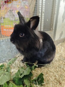 Oreo