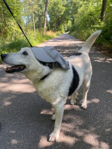 Abschied von einer ganz besonderen Seele: Unser Albert 🕊️⭐🐕