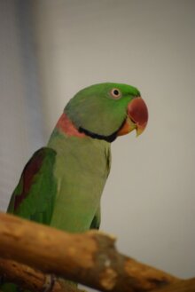 Alexander
