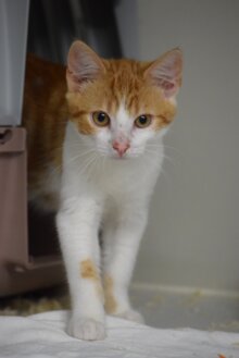 Erik