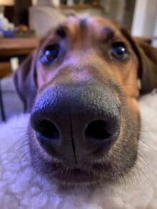 Buddy
