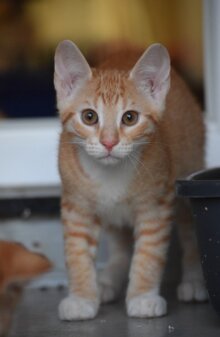 Elvis