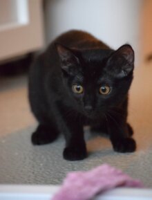 Feli
