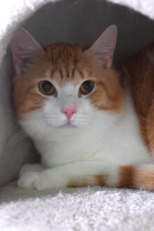 Ferdinand