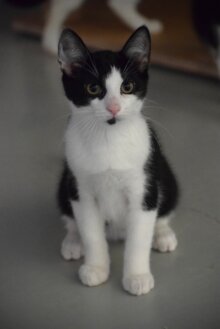 Louie
