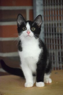 Mogli