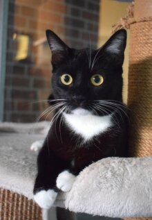 Morgana