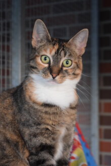 Petunia