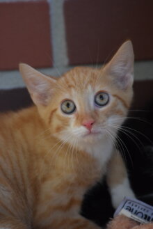 Wilson
