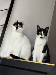 Blofeld & Drax nun  Meeko & Mando