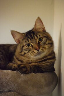 Leopold