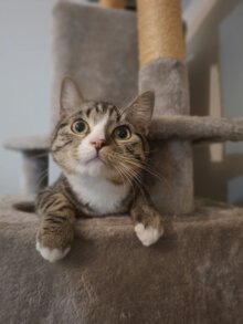 Midas
