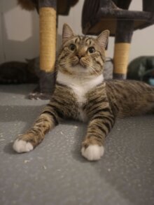Nacho