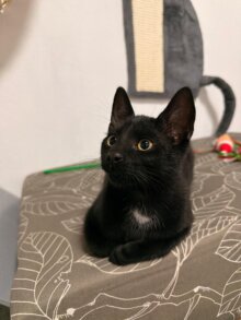 Kai nun Sirius