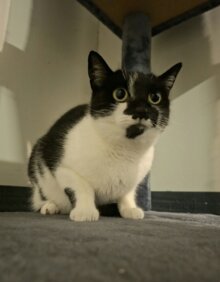 Lilli